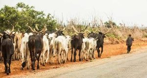 OPEN GRAZING: Is Uzodinma A Northern Ruler In The South?